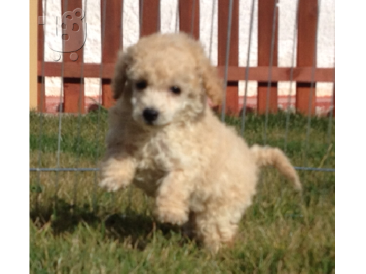 PoulaTo: Κανίς ΒΕΡΥΚΟΚΙ Poodle Κανίς APRICOT 3 μηνών